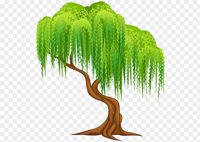 Willow Weeping Salix Alba Tree Wall Decal Clip Art PNG