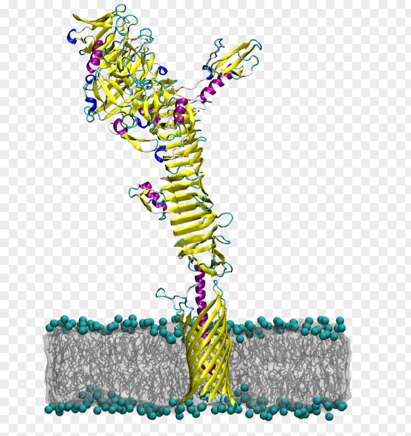 Autotransporter Domain Protein Membrane E. Coli PNG