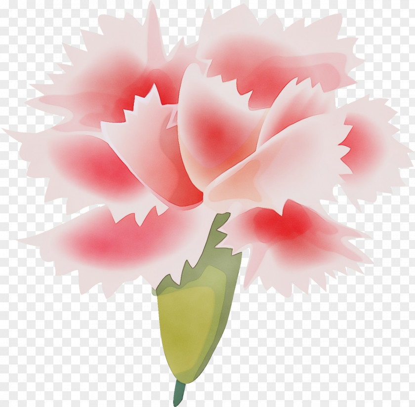 Flower Pink Petal Plant Leaf PNG