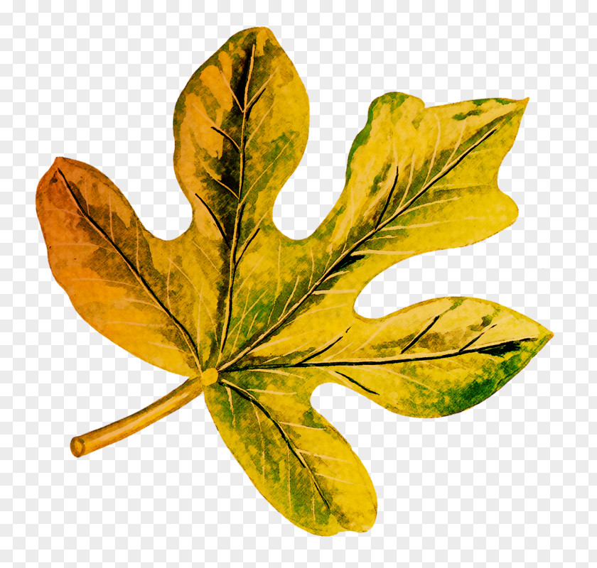 Leaf Plant Stem PNG