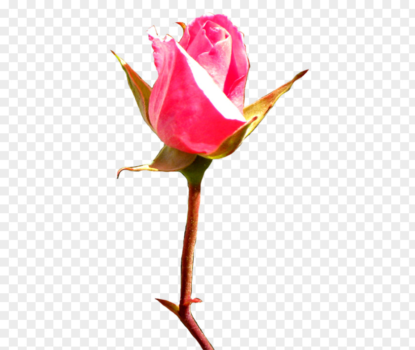 Red Rosebud Cliparts Rose Bud Pink Clip Art PNG
