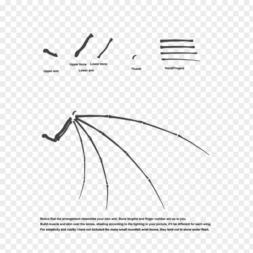 Gliding Wing Configuration Bone Architectural Engineering Graphic Design PNG