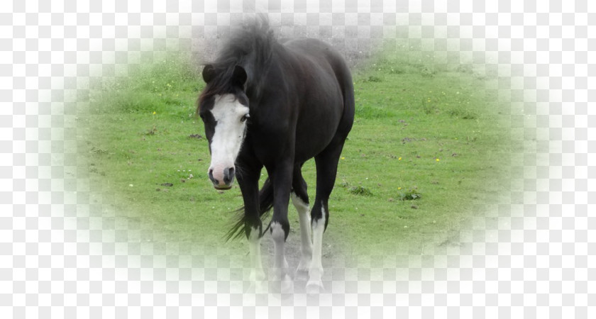 Mustang Foal Stallion Mane Overo PNG