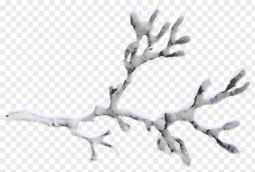 Snow-covered Branches Snow Twig PNG