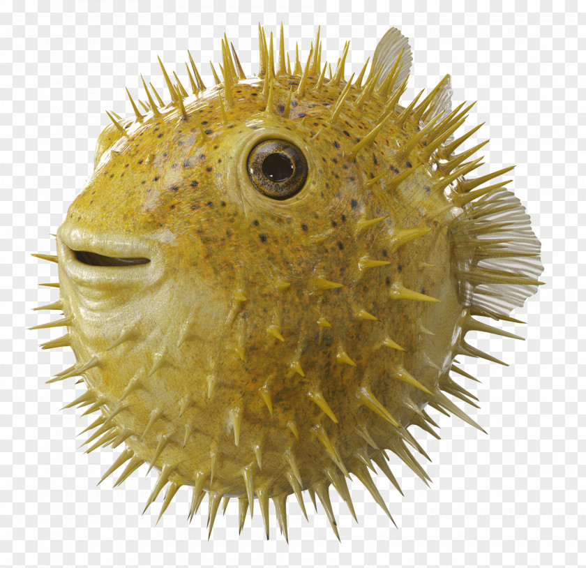Angel Of The Lord Bank Pufferfish Film Production Companies PNG