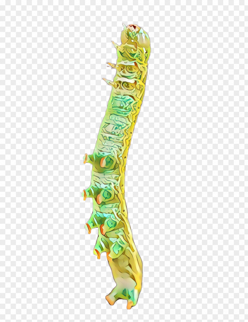 Insect Larva Caterpillar PNG