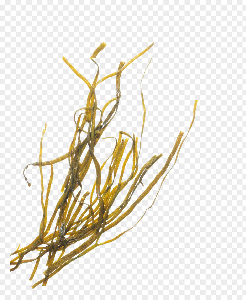 Yellow Seaweed Algae PNG