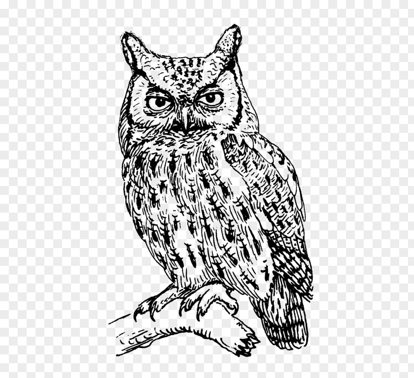 Black And White Owl Eastern Screech Bird Great Horned Clip Art PNG