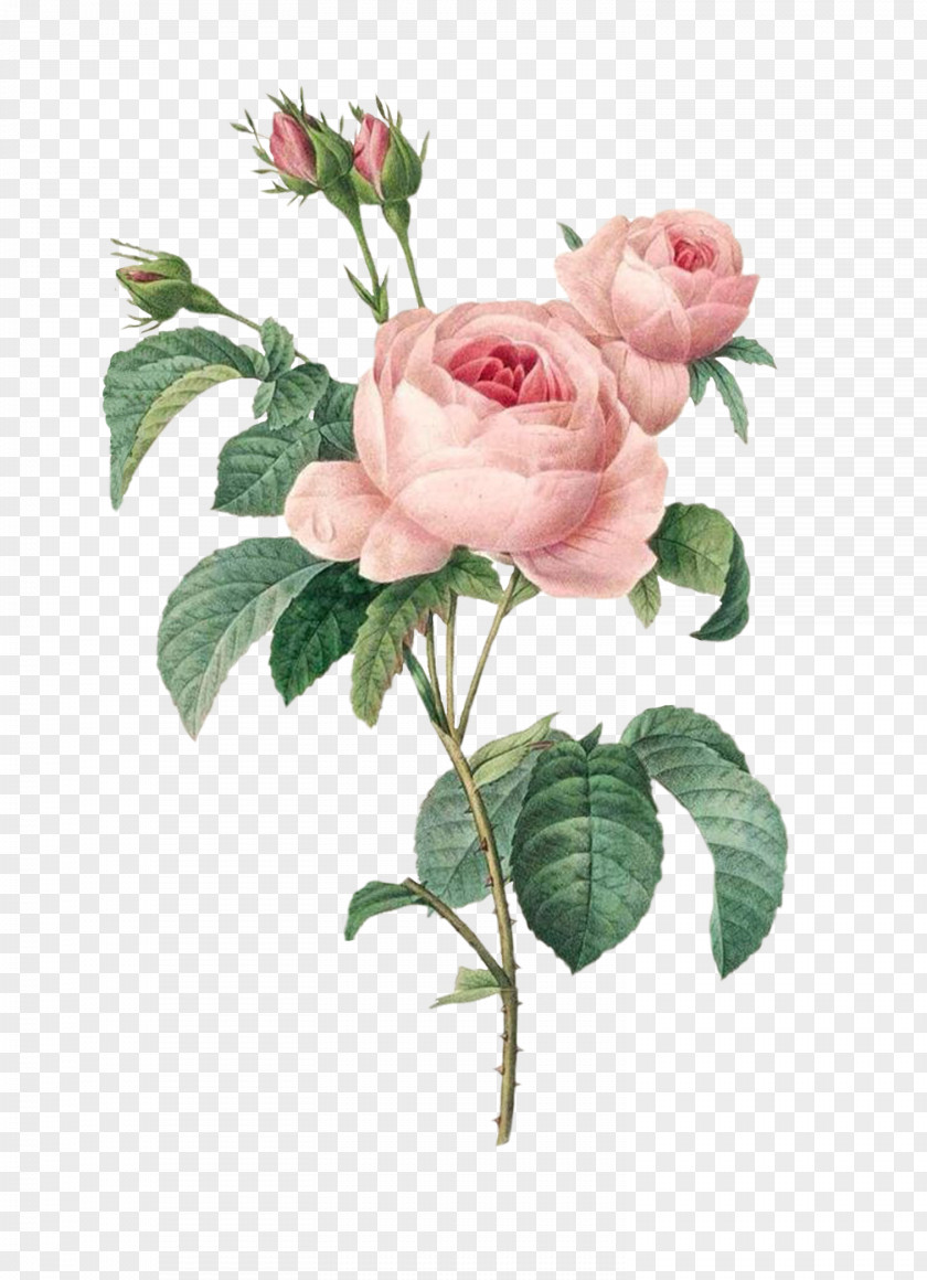 Flowers Les Roses Cabbage Rose Printing PNG