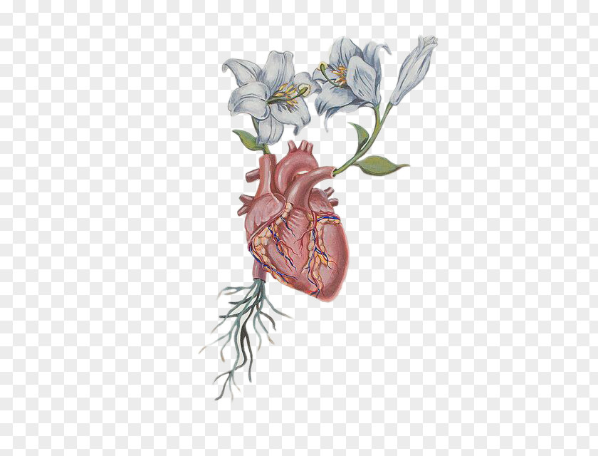 Heart Flower Drawing Anatomy PNG