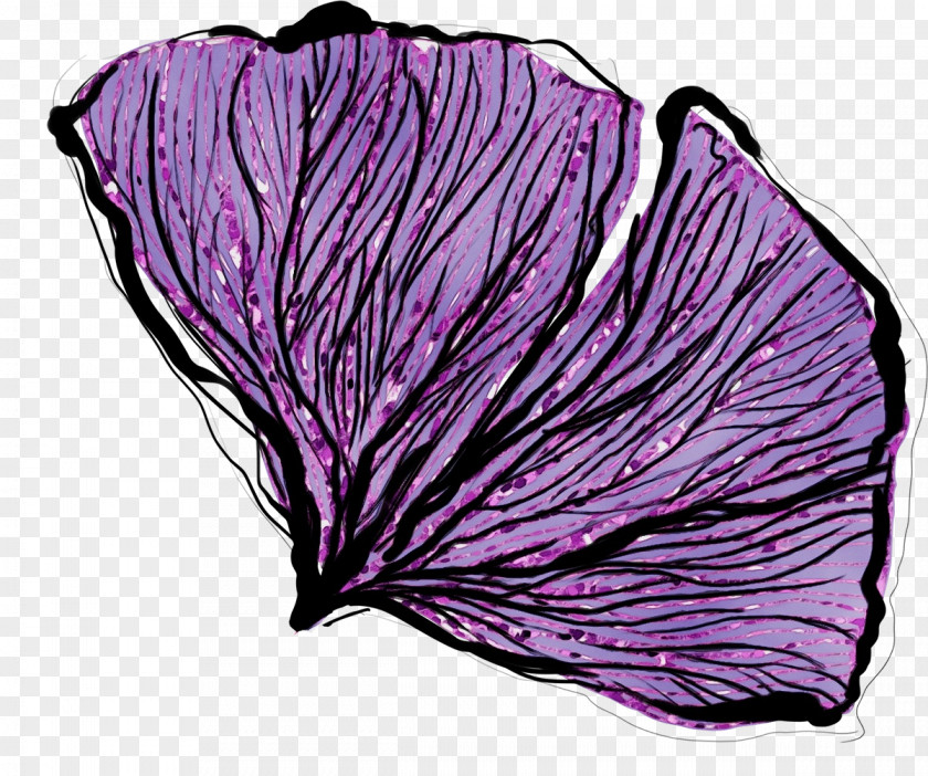 Morning Glory Leaf Vegetable Purple Cabbage Violet Petal PNG