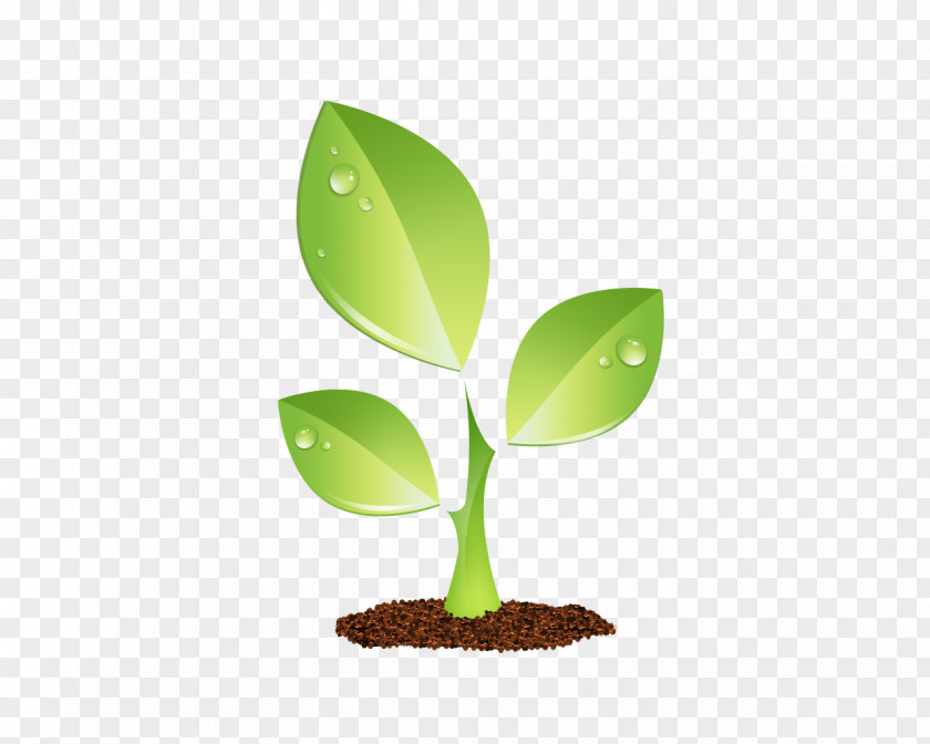 Seedling Environment Tree Plants Image Nursery Germination PNG
