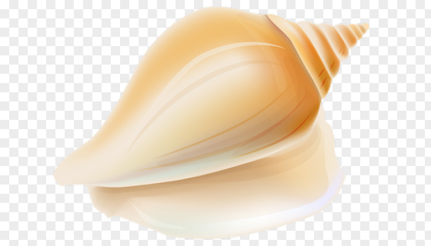 Snails And Slugs Lymnaeidae Snail Cartoon PNG