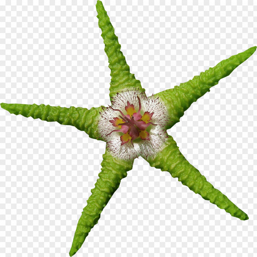 Starfish Green Sea PNG