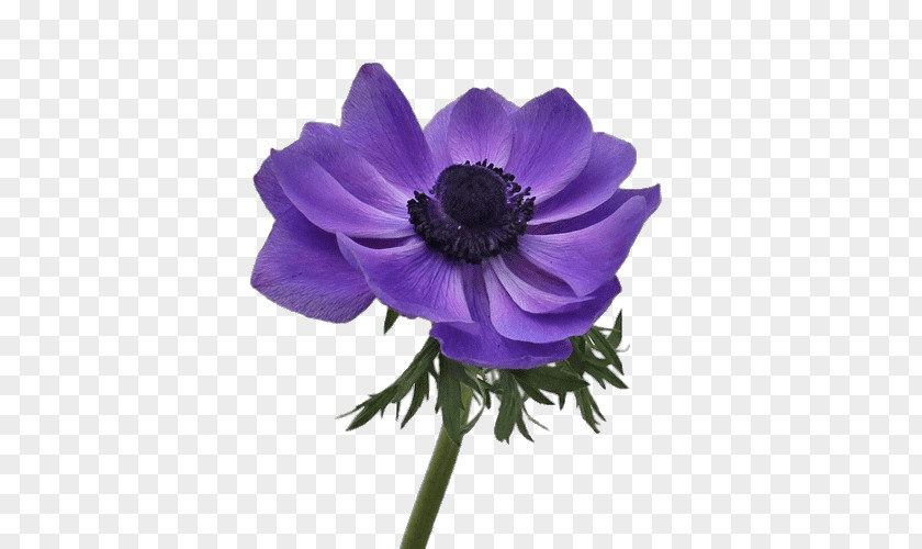 Anemone Flower Cut Flowers Roz PNG