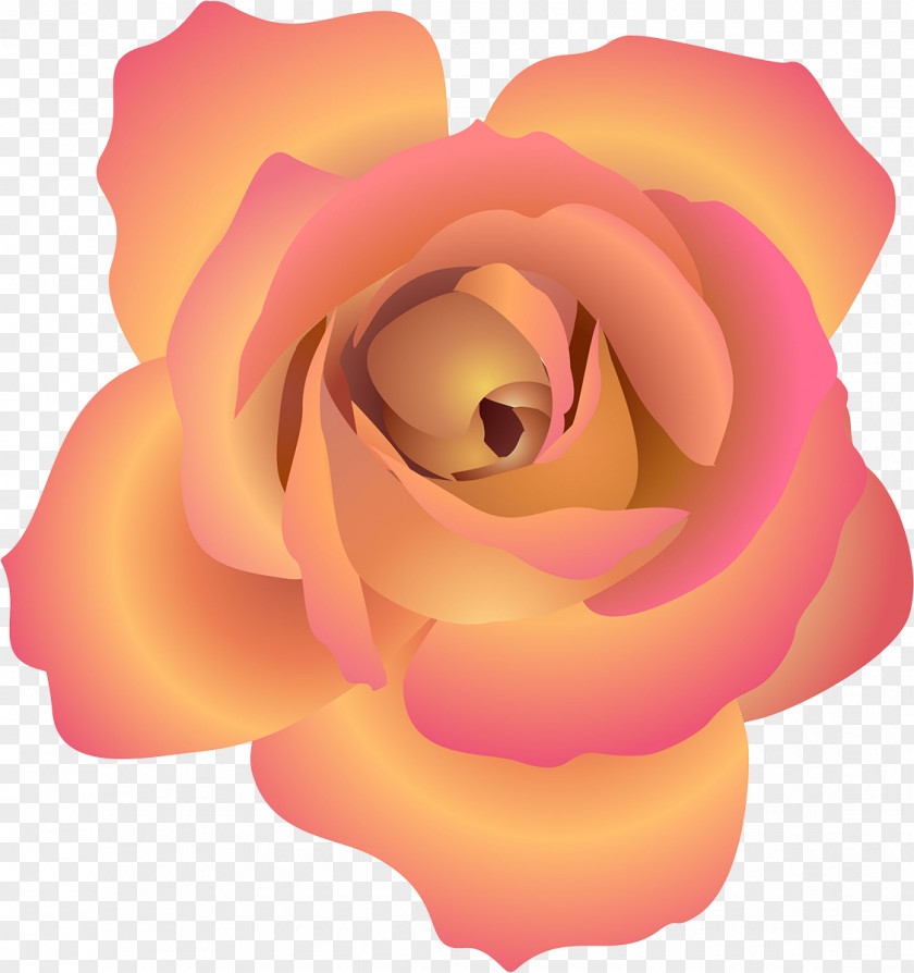 Apricot Beach Rose Flower Petal PNG
