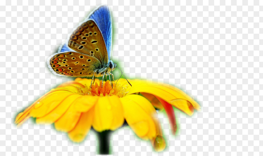 Butterfly Insect Desktop Wallpaper Evolution Of Butterflies PNG