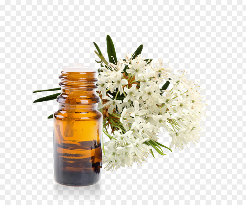 Greenland Marsh Labrador Tea Essential Oil Homeopathy Rhododendron Subsect. Ledum PNG