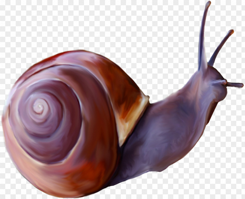 Snails Gastropods Insect Snail Butterfly PNG