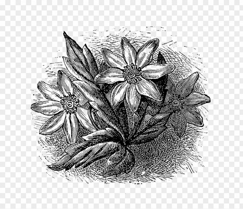 Botanical Flower Drawing /m/02csf PNG
