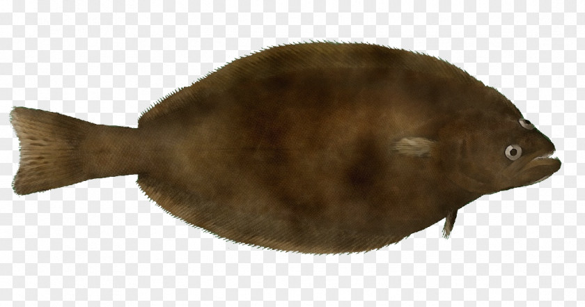 Electric Ray Bonyfish Fish Sole Flatfish Flounder PNG