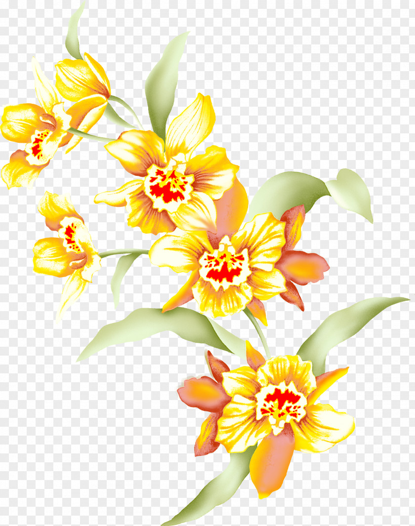 Flower Petal Yellow Plant Cut Flowers PNG