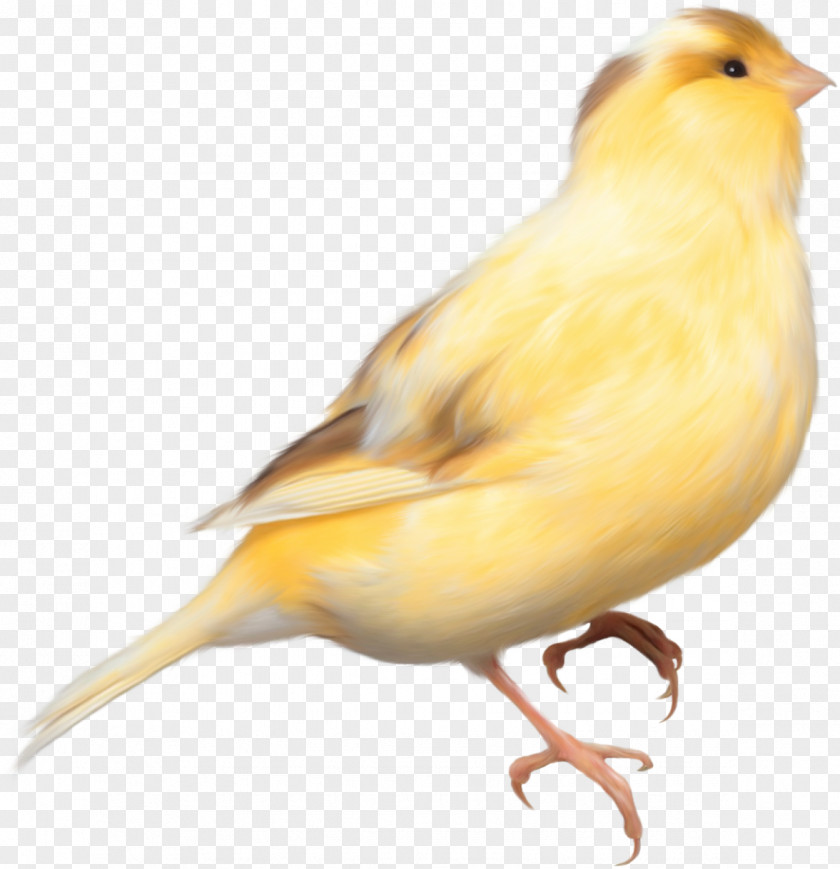 Fondo De La Pancarta Domestic Canary Bird Parrot Finch PNG