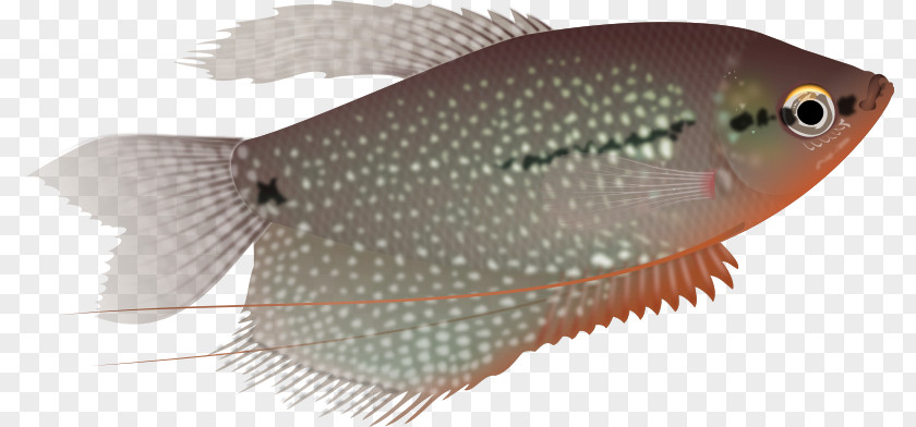 Rayfinned Fish Bonyfish Honey Background PNG