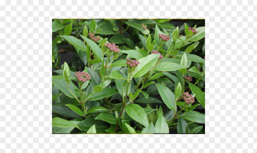 Viburnum Tinus Leaf Herb Groundcover PNG