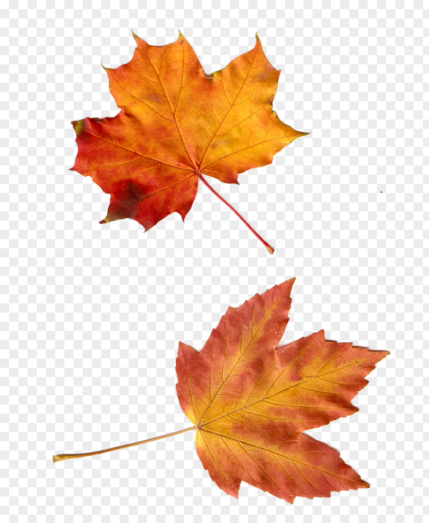 Autumn Leaf Clip Art PNG