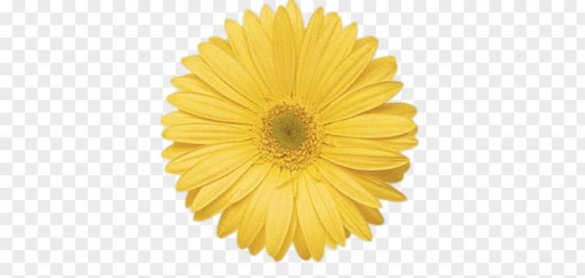 Flower Transvaal Daisy Common Yellow Stock Photography PNG