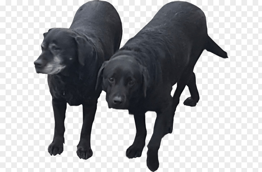 Labrador Retriever Flat-Coated Borador Puppy Animal PNG