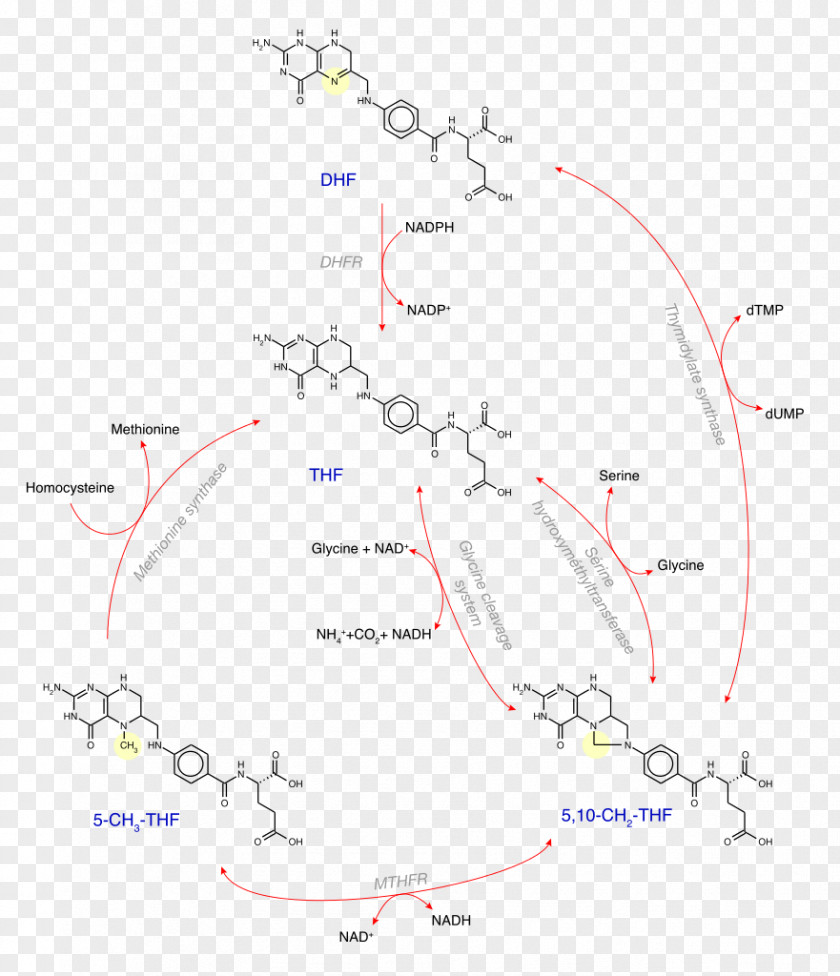 Levomefolic Acid 5,10-Methylenetetrahydrofolate Vitamin Dihydrofolic PNG