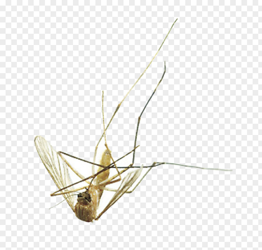 Mosquito Fly Insect Pest Control PNG