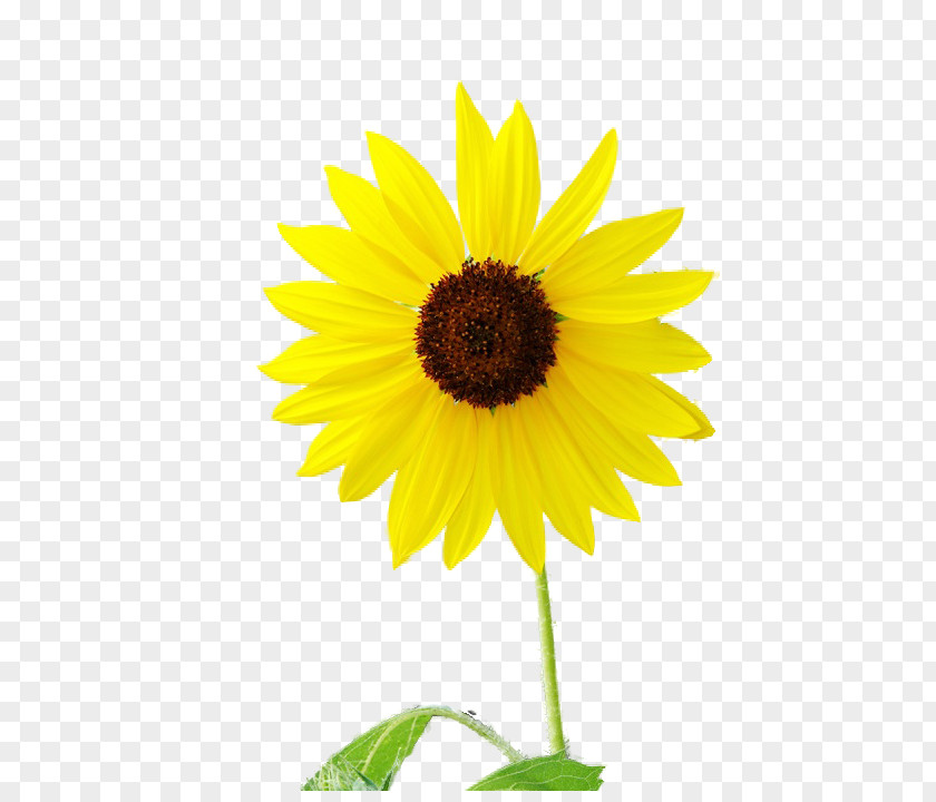 Sunflower Stock Illustration Royalty-free Watercolor Painting Image Photography PNG