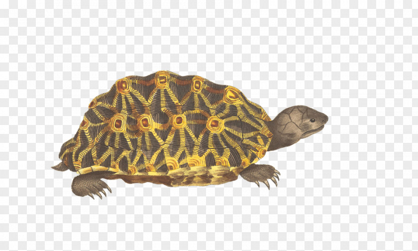 Turtle Reptile Clip Art Image PNG