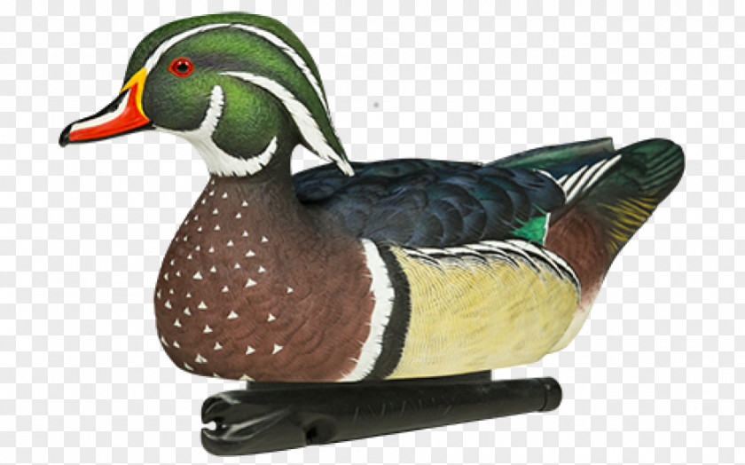 Duck Decoy Mallard Bird PNG