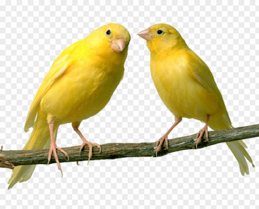 Flies Domestic Canary Bird Finch Islands Pet PNG