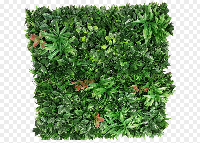 Greenery Plant Green Wall Garden Shrub PNG