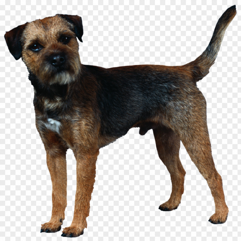 Puppy Border Terrier Cairn Boston Norfolk Rottweiler PNG