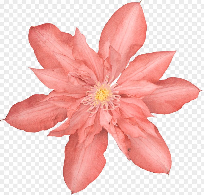 Romantic Pictures Flower PNG