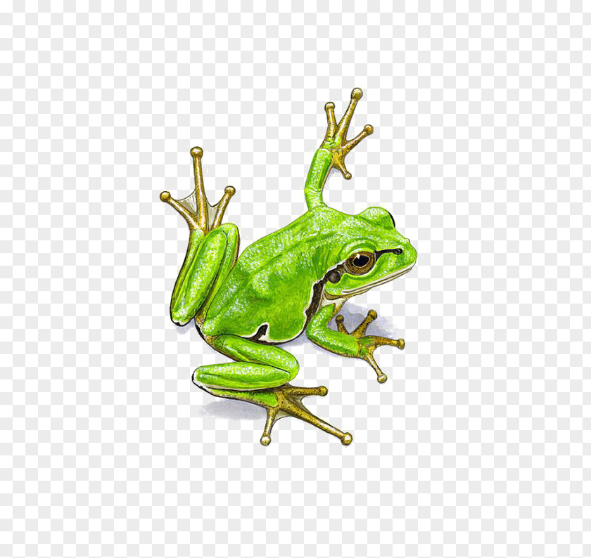 Watercolor Frogs Frog Painting PNG