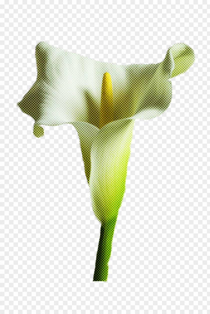 Arum White Green Yellow Flower PNG