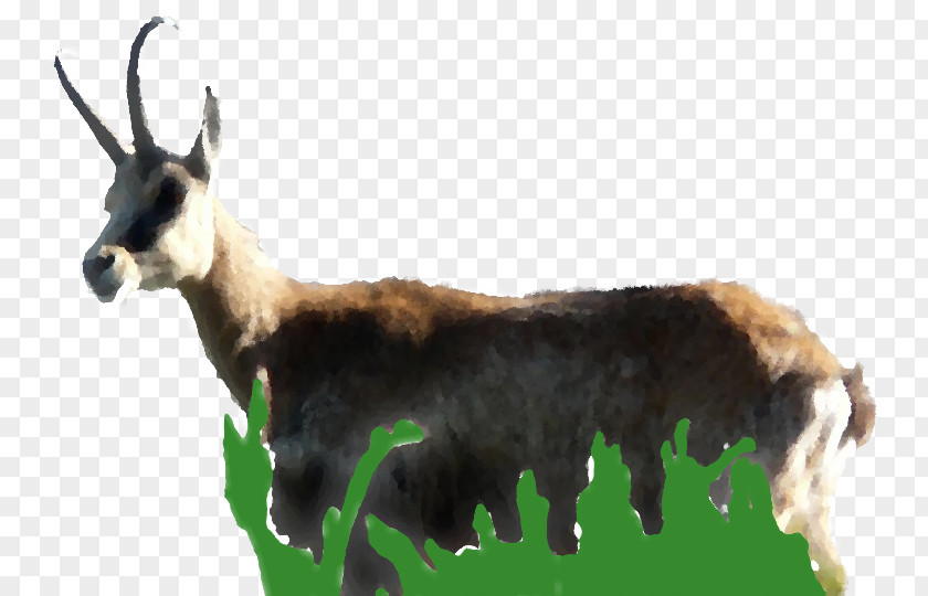 Goat France Nature Environnement Chamois Mammal Natural Environment PNG