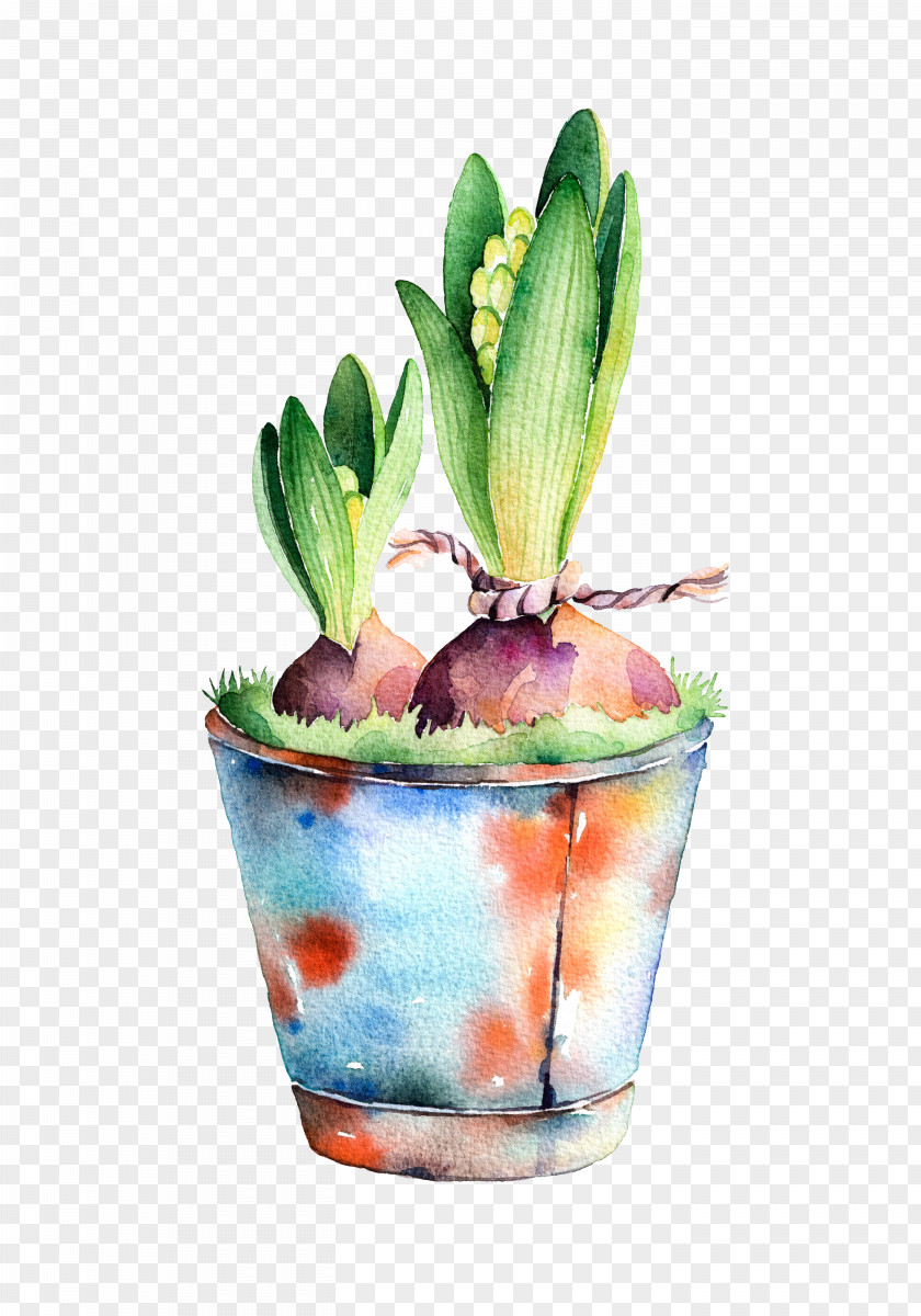 Hand-painted Bana Stock Photography Watercolor Painting Hyacinth Illustration PNG