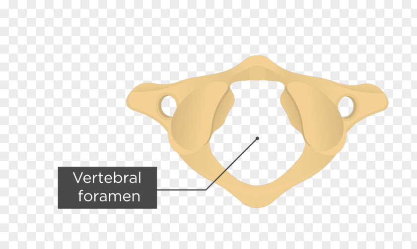 Skull Atlas Axis Anatomy Vertebral Column Transverse Foramen PNG