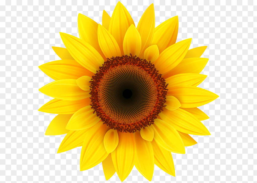 Sunflowers Common Sunflower Clip Art PNG