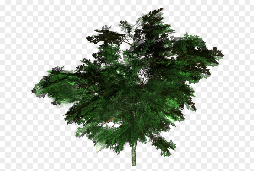 Tree Fir Forest Arecaceae Clip Art PNG