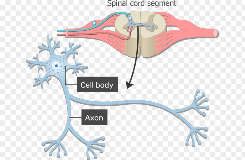 Body Structure Neuron Axon Nervous System Soma Nerve PNG
