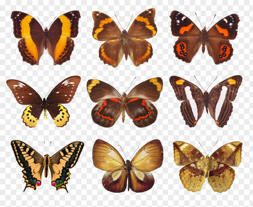 Butterflies Butterfly Paper Clip Art PNG